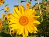 sunflower photograph