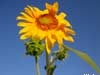 sunflower photograph